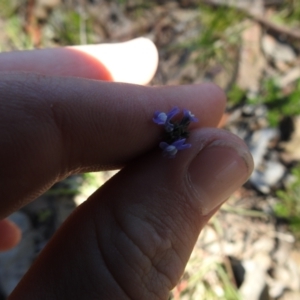 Linaria arvensis at Carwoola, NSW - 9 Oct 2021