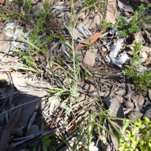 Linaria arvensis at Carwoola, NSW - 9 Oct 2021