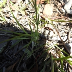 Linaria arvensis at Carwoola, NSW - 9 Oct 2021