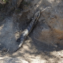 Tiliqua scincoides scincoides (Eastern Blue-tongue) at Carwoola, NSW - 9 Oct 2021 by Liam.m