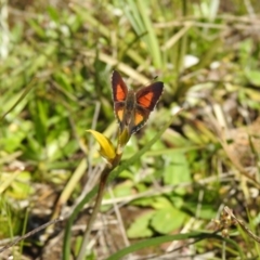 Paralucia aurifera (Bright Copper) at Carwoola, NSW - 9 Oct 2021 by Liam.m