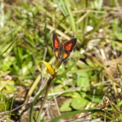 Paralucia aurifera (Bright Copper) at QPRC LGA - 9 Oct 2021 by Liam.m