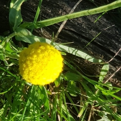 Craspedia variabilis (Common Billy Buttons) at Mount Majura - 9 Oct 2021 by MAX