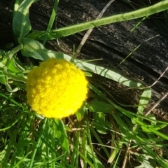Craspedia variabilis (Common Billy Buttons) at Watson, ACT - 9 Oct 2021 by MAX
