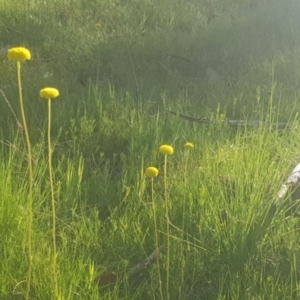 Craspedia variabilis at Watson, ACT - 9 Oct 2021