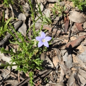 Wahlenbergia capillaris at Carwoola, NSW - 9 Oct 2021