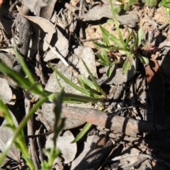 Wahlenbergia capillaris at Carwoola, NSW - 9 Oct 2021