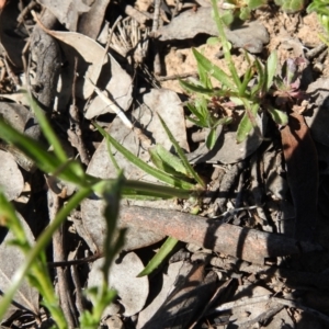 Wahlenbergia capillaris at Carwoola, NSW - 9 Oct 2021