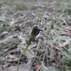 Pterostylis pedunculata (Maroonhood) at Rossi, NSW - 10 Oct 2021 by Liam.m