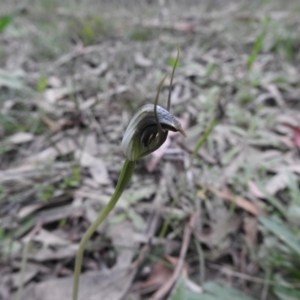 Pterostylis pedunculata at Rossi, NSW - suppressed