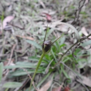 Pterostylis pedunculata at Rossi, NSW - suppressed