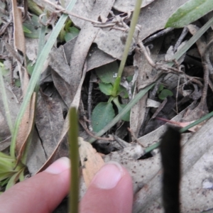 Pterostylis pedunculata at Rossi, NSW - suppressed