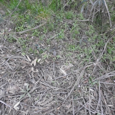 Caladenia carnea (Pink Fingers) at Rossi, NSW - 10 Oct 2021 by Liam.m