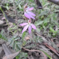 Caladenia carnea at Rossi, NSW - 10 Oct 2021