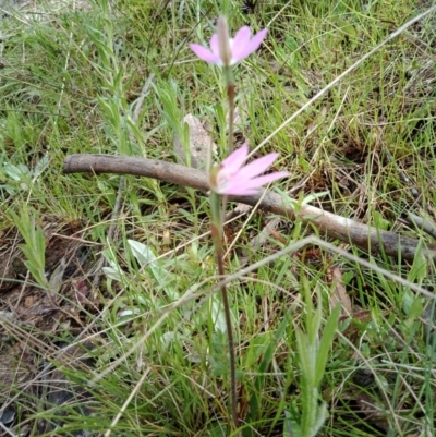 Caladenia carnea (Pink Fingers) at Mount Majura - 5 Oct 2021 by Lou