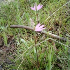 Caladenia carnea (Pink fingers) at Hackett, ACT - 5 Oct 2021 by Lou
