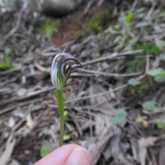 Pterostylis pedunculata (Maroonhood) at Farringdon, NSW - 10 Oct 2021 by Liam.m