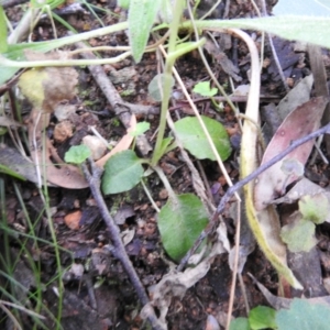 Pterostylis pedunculata at Farringdon, NSW - suppressed