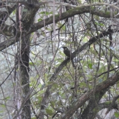 Meliphaga lewinii (Lewin's Honeyeater) at Farringdon, NSW - 10 Oct 2021 by Liam.m