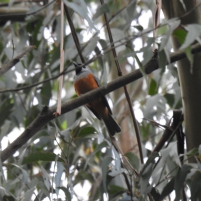 Monarcha melanopsis (Black-faced Monarch) at Farringdon, NSW - 10 Oct 2021 by Liam.m