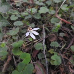 Caladenia carnea (Pink Fingers) at Farringdon, NSW - 10 Oct 2021 by Liam.m