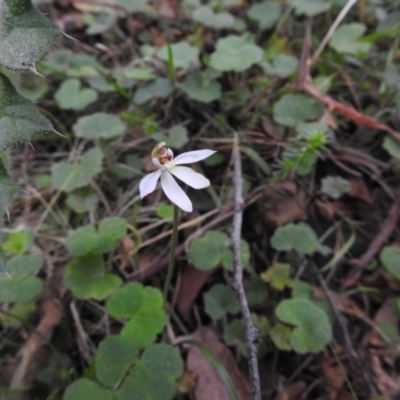 Caladenia carnea (Pink Fingers) at Farringdon, NSW - 9 Oct 2021 by Liam.m