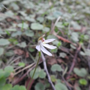 Caladenia carnea at Farringdon, NSW - 10 Oct 2021