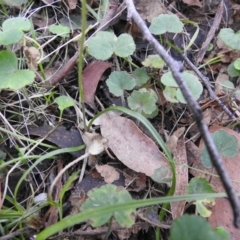 Caladenia carnea at Farringdon, NSW - 10 Oct 2021