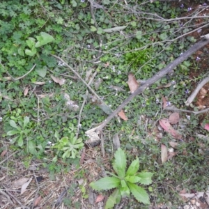 Viola hederacea at Farringdon, NSW - suppressed