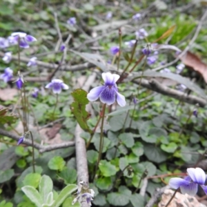 Viola hederacea at Farringdon, NSW - suppressed