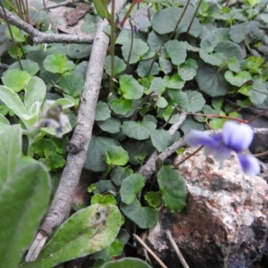 Viola hederacea at Farringdon, NSW - suppressed