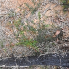 Daviesia ulicifolia (Gorse Bitter-pea) at Farringdon, NSW - 9 Oct 2021 by Liam.m