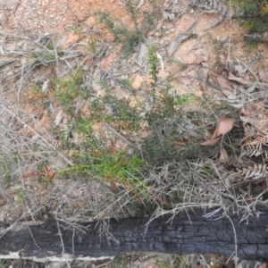 Daviesia ulicifolia at Farringdon, NSW - 10 Oct 2021