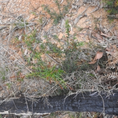 Daviesia ulicifolia (Gorse Bitter-pea) at Tallaganda State Forest - 9 Oct 2021 by Liam.m