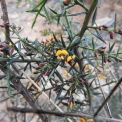 Daviesia ulicifolia at Farringdon, NSW - 10 Oct 2021