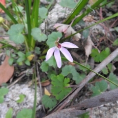 Caladenia carnea (Pink fingers) at Farringdon, NSW - 9 Oct 2021 by Liam.m