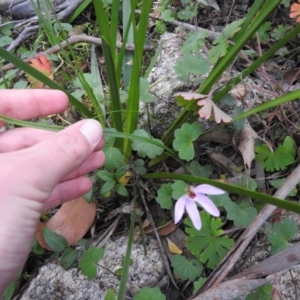 Caladenia carnea at Farringdon, NSW - 10 Oct 2021