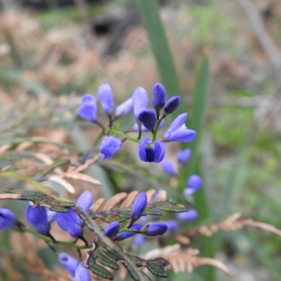 Comesperma volubile (Love Creeper) at Farringdon, NSW - 9 Oct 2021 by Liam.m