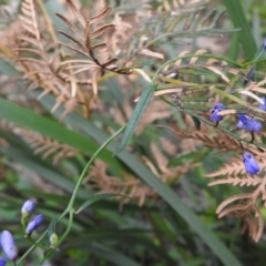 Comesperma volubile at Farringdon, NSW - suppressed