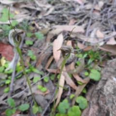 Pterostylis pedunculata (Maroonhood) at Farringdon, NSW - 10 Oct 2021 by Liam.m