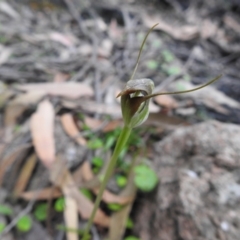 Pterostylis pedunculata at Farringdon, NSW - 10 Oct 2021