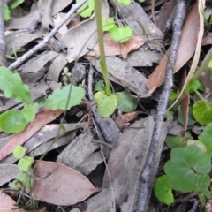 Pterostylis pedunculata at Farringdon, NSW - 10 Oct 2021