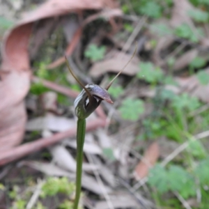 Pterostylis pedunculata at Farringdon, NSW - 10 Oct 2021