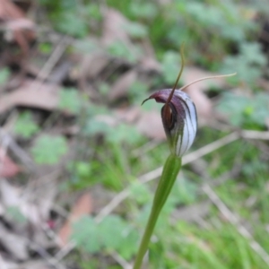 Pterostylis pedunculata at Farringdon, NSW - 10 Oct 2021