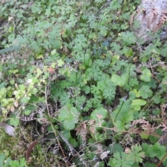 Pterostylis pedunculata (Maroonhood) at Farringdon, NSW - 10 Oct 2021 by Liam.m