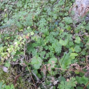 Pterostylis pedunculata at Farringdon, NSW - suppressed