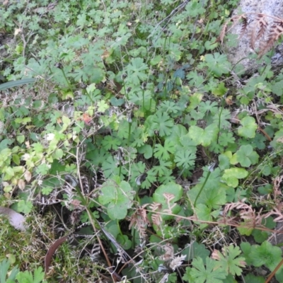 Pterostylis pedunculata (Maroonhood) at Farringdon, NSW - 10 Oct 2021 by Liam.m