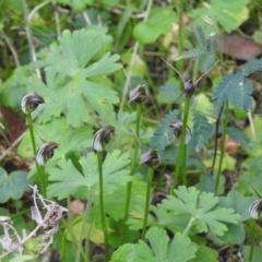 Pterostylis pedunculata at Farringdon, NSW - 10 Oct 2021