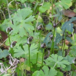 Pterostylis pedunculata at Farringdon, NSW - suppressed