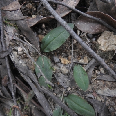 Chiloglottis sp. (A Bird/Wasp Orchid) at Farringdon, NSW - 10 Oct 2021 by Liam.m